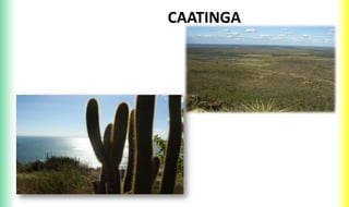 CAATINGA
 