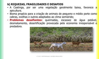 b) RIQUEZAS, FRAGILIDADES E DESAFIOS
• A Caatinga, por ser uma vegetação geralmente baixa, favorece a
apicultura.
• Bioma propício para a criação de animais de pequeno e médio porte como
cabras, ovelhas e outros adaptados ao clima semiárido;
• Problemas desafiantes: queimadas, escassez de água potável,
desmatamento, desertificação provocada pela economia irresponsável e
predadora.
CF 2017: FRATERNIDADE E BIOMAS BRASILEIROS
 