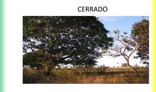 CERRADO
 