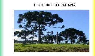 PINHEIRO DO PARANÁ
 