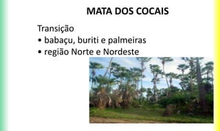 MATA DOS COCAIS
Transição
• babaçu, buriti e palmeiras
• região Norte e Nordeste
 