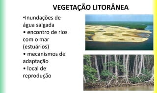 VEGETAÇÃO LITORÂNEA
•Inundações de
água salgada
• encontro de rios
com o mar
(estuários)
• mecanismos de
adaptação
• local de
reprodução
 