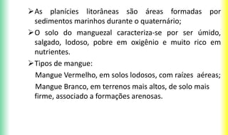 As planícies litorâneas são áreas formadas por
sedimentos marinhos durante o quaternário;
O solo do manguezal caracteriza-se por ser úmido,
salgado, lodoso, pobre em oxigênio e muito rico em
nutrientes.
Tipos de mangue:
Mangue Vermelho, em solos lodosos, com raízes aéreas;
Mangue Branco, em terrenos mais altos, de solo mais
firme, associado a formações arenosas.
 