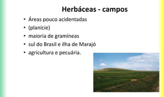 Herbáceas - campos
• Áreas pouco acidentadas
• (planície)
• maioria de gramíneas
• sul do Brasil e ilha de Marajó
• agricultura e pecuária.
 