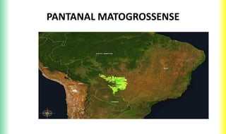 PANTANAL MATOGROSSENSE
 