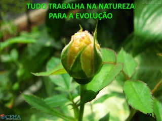 TUDO TRABALHA NA NATUREZA
PARA A EVOLUÇÃO
40
 