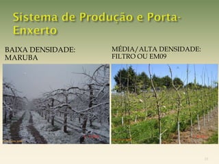 BAIXA DENSIDADE:   MÉDIA/ALTA DENSIDADE:
MARUBA             FILTRO OU EM09




                                           10
 