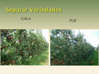 GALA
       FUJI




              11
 