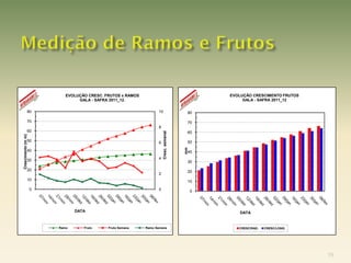 EVOLUÇÃO CRESC. FRUTOS x RAMOS                                       EVOLUÇÃO CRESCIMENTO FRUTOS
                                GALA - SAFRA 2011_12.                                                GALA - SAFRA 2011_12

               80                                                 10                    80

               70                                                                       70
                                                                  8
               60




                                                                      Cresc. semanal
                                                                                        60
Crescimento (m m)




               50                                                 6                     50




                                                                                       mm
               40                                                                       40

               30                                                 4
                                                                                        30

               20                                                                       20
                                                                  2
               10                                                                       10

                    0                                             0                         0




                               DATA                                                                DATA


                        Ramo      Fruto     Fruto Semana    Ramo Semana                            CRESC/RAD.   CRESC/LONG.




                                                                                                                              18
 