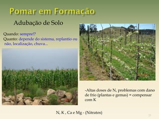 Adubação de Solo
Quando: sempre!?
Quanto: depende do sistema, replantio ou
não, localização, chuva...




                                            -Altas doses de N, problemas com dano
                                            de frio (plantas e gemas) = compensar
                                            com K


                            N, K , Ca e Mg - (Nitratos)
                                                                             23
 