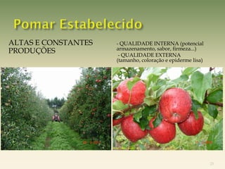 ALTAS E CONSTANTES   - QUALIDADE INTERNA (potencial
                     armazenamento, sabor, firmeza...)
PRODUÇÕES             - QUALIDADE EXTERNA
                     (tamanho, coloração e epiderme lisa)




                                                            25
 