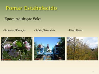 Época Adubação Solo:


   - Brotação /Floração   - Raleio/Pós-raleio   - Pós-colheita




Foto: Celito Soldá




                                                                 26
 