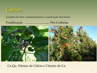 Garantir um bom armazenamento e conservação dos frutos

Frutificação                         Pré-Colheita




 Ca Qz, Nitrato de Cálcio e Cloreto de Ca
                                                         33
 