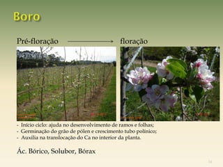 Pré-floração                               floração




                                           Foto: Celito Soldá


- Início ciclo: ajuda no desenvolvimento de ramos e folhas;
- Germinação do grão de pólen e crescimento tubo polínico;
- Auxilia na translocação do Ca no interior da planta.

Ác. Bórico, Solubor, Bórax
                                                                34
 