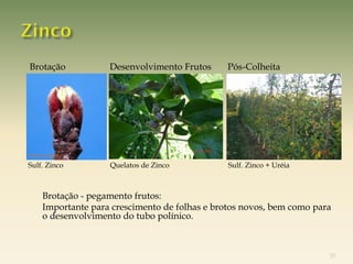 Brotação              Desenvolvimento Frutos     Pós-Colheita




    Foto: Dr. Boneti

Sulf. Zinco               Quelatos de Zinco           Sulf. Zinco + Uréia



-          Brotação - pegamento frutos:
-          Importante para crescimento de folhas e brotos novos, bem como para
           o desenvolvimento do tubo polínico.



                                                                             35
 