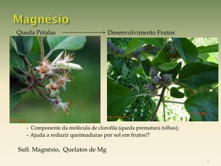 Queda Pétalas                             Desenvolvimento Frutos




                                               Foto: Celito Soldá
Foto: Dr. Boneti


     -        - Componente da molécula de clorofila (queda prematura folhas);
     -        - Ajuda a reduzir queimaduras por sol em frutos!?

         Sulf. Magnésio, Quelatos de Mg
                                                                                36
 