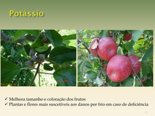 Foto: Celito Soldá




     Melhora tamanho e coloração dos frutos
     Plantas e flores mais suscetíveis aos danos por frio em caso de deficiência
                                                                              37
 