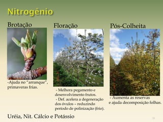 Brotação                Floração                         Pós-Colheita




Foto: Dr. Boneti
-Ajuda no “arranque”,
primaveras frias.
                        - Melhora pegamento e
                        desenvolvimento frutos.
                        - Def. acelera a degeneração      - Aumenta as reservas
                        dos óvulos – reduzindo           e ajuda decomposição folhas.
                        período de polinização (frio).

Uréia, Nit. Cálcio e Potássio                                                   38
 