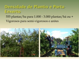 555 plantas/ha para 1.000 - 3.000 plantas/há ou +
              Vigorosos para semi-vigorosos e anões




Foto: Celito Soldá
                                                                  4
 