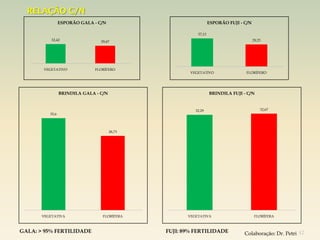 RELAÇÃO C/N
                 ESPORÃO GALA - C/N                               ESPORÃO FUJI - C/N

                                                          37,13
           32,42                 29,67                                                 29,23




       VEGETATIVO              FLORÍFERO
                                                       VEGETATIVO                FLORÍFERO




                 BRINDILA GALA - C/N                              BRINDILA FUJI - C/N


                                                         32,29                             32,67
          35,6



                                       28,73




       VEGETATIVA                 FLORÍFERA           VEGETATIVA                        FLORÍFERA



GALA: > 95% FERTILIDADE                        FUJI: 89% FERTILIDADE             Colaboração: Dr. Petri 42
 