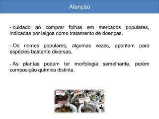 Atenção
- cuidado ao comprar folhas em mercados populares,
indicadas por leigos como tratamento de doenças.
- Os nomes populares, algumas vezes, apontam para
espécies bastante diversas.
- As plantas podem ter morfologia semelhante, porém
composição química distinta.
 