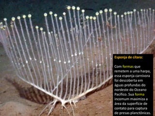 Esponja de cítara:
Com formas que
remetem a uma harpa,
essa esponja carnívora
foi descoberta em
águas profundas do
nordeste do Oceano
Pacífico. Sua forma
incomum maximiza a
área da superfície de
contato para captura
de presas planctônicas.
 