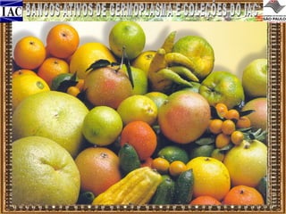 BAGs
ABACATE - ABACAXI – ABRICÓ – ADLEY - ALFACE - ALGODÃO ALHO - ALSTROEMERIA - AMARILIS – AMÊNDOA - AMENDOIM AMEIXA - ANTÚRIO – AROMÁTICAS - ARROZ - AVEIA - BANANA BAMBÚ - BATATA – BRÁSSICAS - CACAU - CAFÉ - CANA-DEAÇÚCAR - CAPIM-GUINÉ - CAQUI - CASTANHA–JAPONESA CEBOLA - CENTEIO - CENOURA - CEVADA - CITROS - COUVE –
CUCURBITACEAE - - DAMASCO JAPONÊS (UMÊ) - ERVILHA FEIJÃO - FEIJÕES ADZUKI & MUNGO - FEIJÃO VAGEM - FIBROSAS
DIVERSAS – FIGO - FRUTAS NATIVAS - FRUTAS EXÓTICAS - GENGIBRE - GERGELIM - GIRASSOL - GLADÍOLO - GOIABA GRÃO-DE-BICO - GUARANÁ - HELICÔNIA - LEGUMINOSAS LENTILHA - MACADÂMIA - MAÇÃ - MAMÃO – MAMONA MANDIOCA - MANGA - MARACUJÁ - MARMELO - MEDICINAIS MILHO-PIPOCA - MILHO – MILHETO - MORANGO - NECTARINA NÊSPERA - ORNAMENTAIS ARBÓREAS - ORNAMENTAIS
HERBÁCEAS - PECÃ - PEPINO - PALMEIRAS - PALMITOS - PÊRA PÊSSEGO - PIMENTA - PIMENTÃO - PINHÃO -QUIABO – RAMI SERINGUEIRA - SOJA - SORGO - TOMATE - TUBEROSAS DIVERSAS TRIGO - TRITICALE - URUCUM - VIDEIRA - ZINGIBERALES

COLEÇÕES
HERBÁRIO PL. VASCULARES IAC - HERBÁRIO MICOLÓGICO IACM
– MICOTECA - RHIZOBIUM -RIZOBACTÉRIA - FUNGOS
MICORRÍZICOS

 