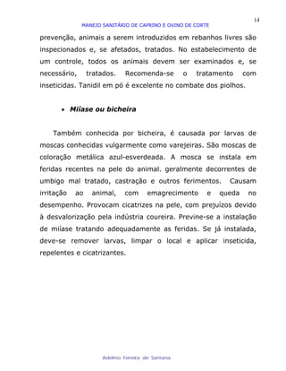 14
              MANEJO SANITÁRIO DE CAPRINO E OVINO DE CORTE

prevenção, animais a serem introduzidos em rebanhos livres são
inspecionados e, se afetados, tratados. No estabelecimento de
um controle, todos os animais devem ser examinados e, se
necessário,      tratados.   Recomenda-se         o   tratamento     com
inseticidas. Tanidil em pó é excelente no combate dos piolhos.


       • Miíase ou bicheira


    Também conhecida por bicheira, é causada por larvas de
moscas conhecidas vulgarmente como varejeiras. São moscas de
coloração metálica azul-esverdeada. A mosca se instala em
feridas recentes na pele do animal. geralmente decorrentes de
umbigo mal tratado, castração e outros ferimentos.             Causam
irritação   ao    animal,    com      emagrecimento      e   queda    no
desempenho. Provocam cicatrizes na pele, com prejuízos devido
à desvalorização pela indústria coureira. Previne-se a instalação
de miíase tratando adequadamente as feridas. Se já instalada,
deve-se remover larvas, limpar o local e aplicar inseticida,
repelentes e cicatrizantes.




                     Adelmo Ferreira de Santana
 