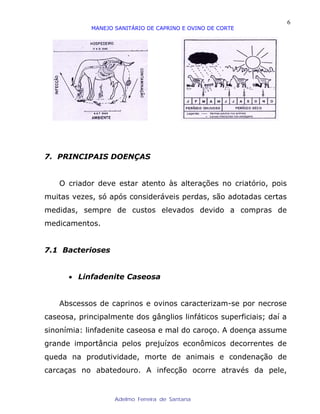 6
            MANEJO SANITÁRIO DE CAPRINO E OVINO DE CORTE




7. PRINCIPAIS DOENÇAS


    O criador deve estar atento às alterações no criatório, pois
muitas vezes, só após consideráveis perdas, são adotadas certas
medidas, sempre de custos elevados devido a compras de
medicamentos.


7.1 Bacterioses


      • Linfadenite Caseosa


    Abscessos de caprinos e ovinos caracterizam-se por necrose
caseosa, principalmente dos gânglios linfáticos superficiais; daí a
sinonímia: linfadenite caseosa e mal do caroço. A doença assume
grande importância pelos prejuízos econômicos decorrentes de
queda na produtividade, morte de animais e condenação de
carcaças no abatedouro. A infecção ocorre através da pele,


                   Adelmo Ferreira de Santana
 