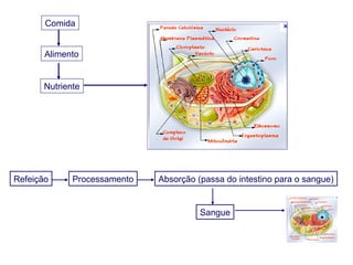 Comida


       Alimento


       Nutriente




Refeição      Processamento   Absorção (passa do intestino para o sangue)


                                        Sangue
 