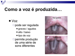 Voz pode ser regulada graves / agudos alto / baixo tipo de voz permite produção de uma série de sons diferentes Como a voz é produzida… Voz grave Voz aguda 