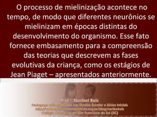 O processo de mielinização acontece no tempo, de modo que diferentes neurônios se mielinizam em épocas distintas do desenvolvimento do organismo. Esse fato fornece embasamento para a compreensão das teorias que descrevem as fases evolutivas da criança, como os estágios de Jean Piaget – apresentados anteriormente. 
