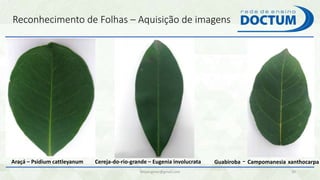 Reconhecimento de Folhas – Aquisição de imagens
felipengmec@gmail.com 30
Araçá – Psidium cattleyanum Cereja-do-rio-grande – Eugenia involucrata Guabiroba - Campomanesia xanthocarpa
 