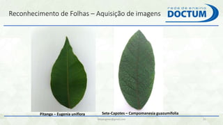 Reconhecimento de Folhas – Aquisição de imagens
felipengmec@gmail.com 31
Pitanga – Eugenia uniflora Sete-Capotes – Campomanesia guazumifolia
 
