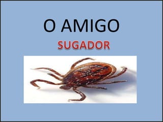 O AMIGO
 