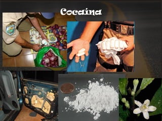 Cocaína 
 