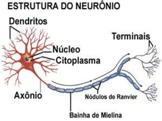 Drogas

• O homem e os neurônios
• Dependência química, como
  ocorre?
• Sem saúde, sem neurônios.
                      Profº Esp. Antonio Rocha
 