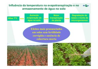 Influência da temperatura na evapotranspiração e no
armazenamento de água no solo
Altas TºC
Aumenta
evaporação de
água no solo
Degradação de
raízes e morte de
microrganismos
Maior
transpiração
da planta
Efeitos mais pronunciados
em solos sem fertilidade
corrigida e ausência de
cobertura morta
 