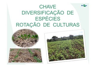 CHAVE
DIVERSIFICAÇÃO DE
ESPÉCIES
ROTAÇÃO DE CULTURAS
 