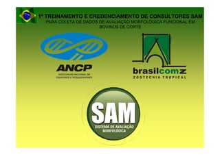 1º TREINAMENTO E CREDENCIAMENTO DE CONSULTORES SAM
  PARA COLETA DE DADOS DE AVALIAÇÃO MORFOLÓGICA FUNCIONAL EM
                       BOVINOS DE CORTE
 