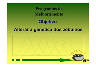 Programas de
         Melhoramento
           Objetivo
Alterar a genética dos zebuínos
 