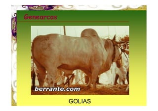 Genearcas




            GOLIAS
 