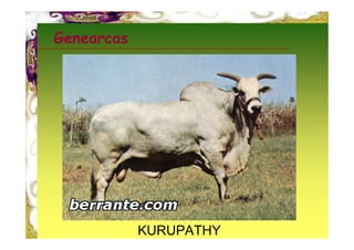 Genearcas




            KURUPATHY
 