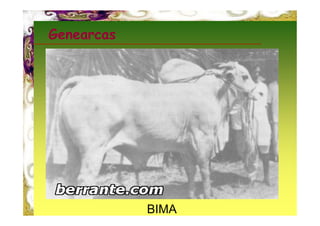 Genearcas




            BIMA
 
