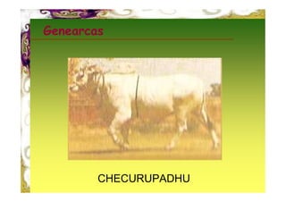 Genearcas




        CHECURUPADHU
 