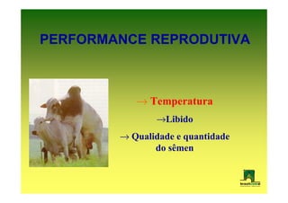 PERFORMANCE REPRODUTIVA



           → Temperatura
               →Libido
        → Qualidade e quantidade
               do sêmen
 