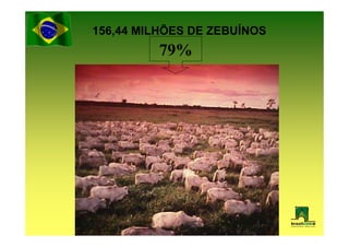 156,44 MILHÕES DE ZEBUÍNOS
         79%
 