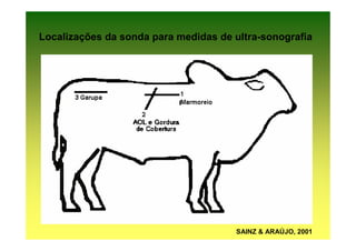 Localizações da sonda para medidas de ultra-sonografia




                                      SAINZ & ARAÚJO, 2001
 