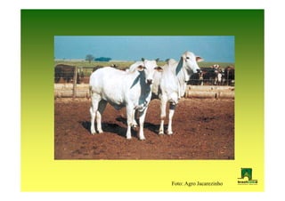 Foto: Agro Jacarezinho
 