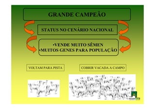 GRANDE CAMPEÃO

      STATUS NO CENÁRIO NACIONAL


          •VENDE MUITO SÊMEN
     •MUITOS GENES PARA POPULAÇÃO


VOLTAM PARA PISTA   COBRIR VACADA A CAMPO
 